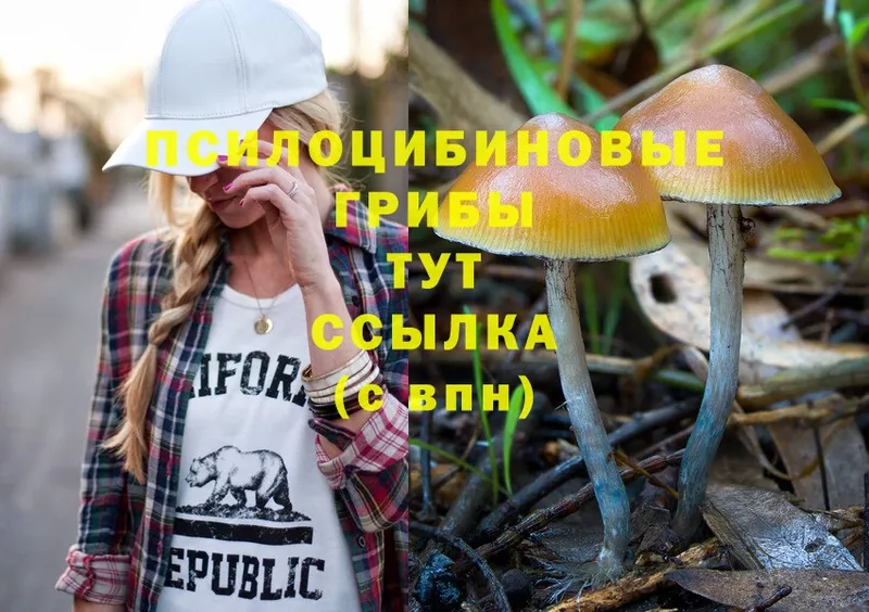 дарнет шоп  Красноярск  Псилоцибиновые грибы Cubensis 